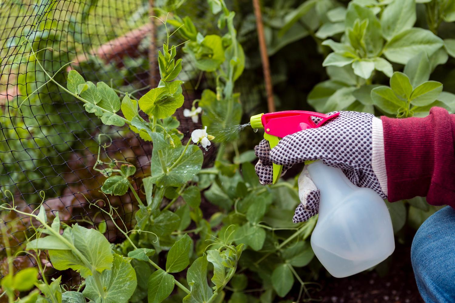 Gentle Pest Management: Nurturing a Vibrant Garden Ecosystem.